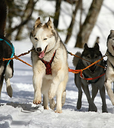 webbing-for-pets-%-dogs